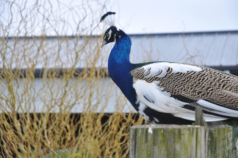 peacock