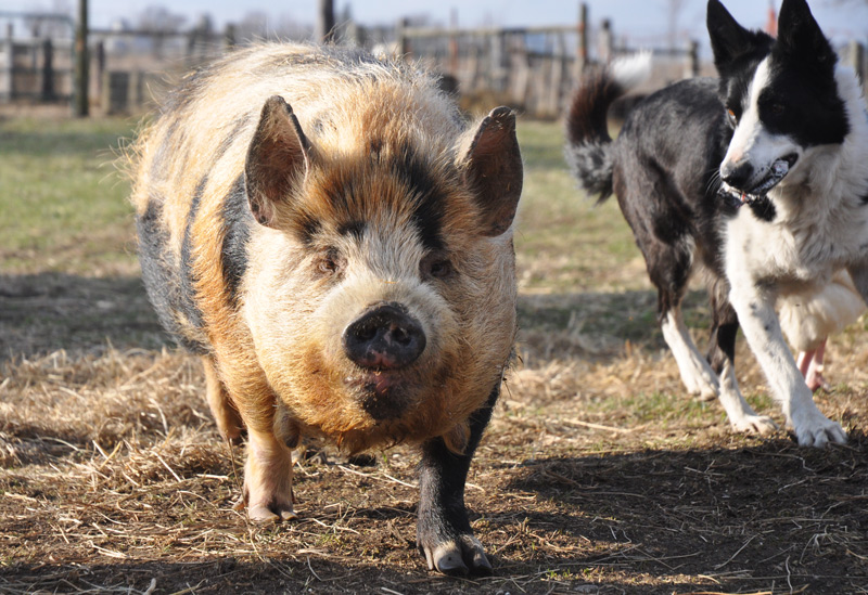 pig running
