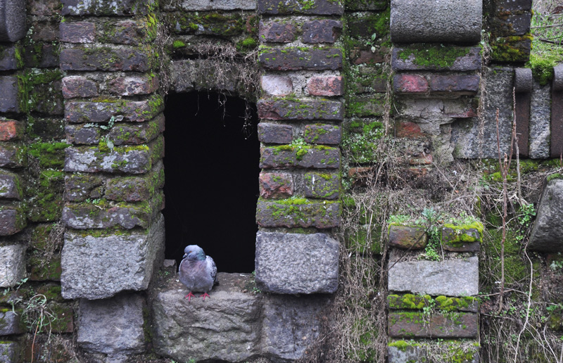 pigeon in castle