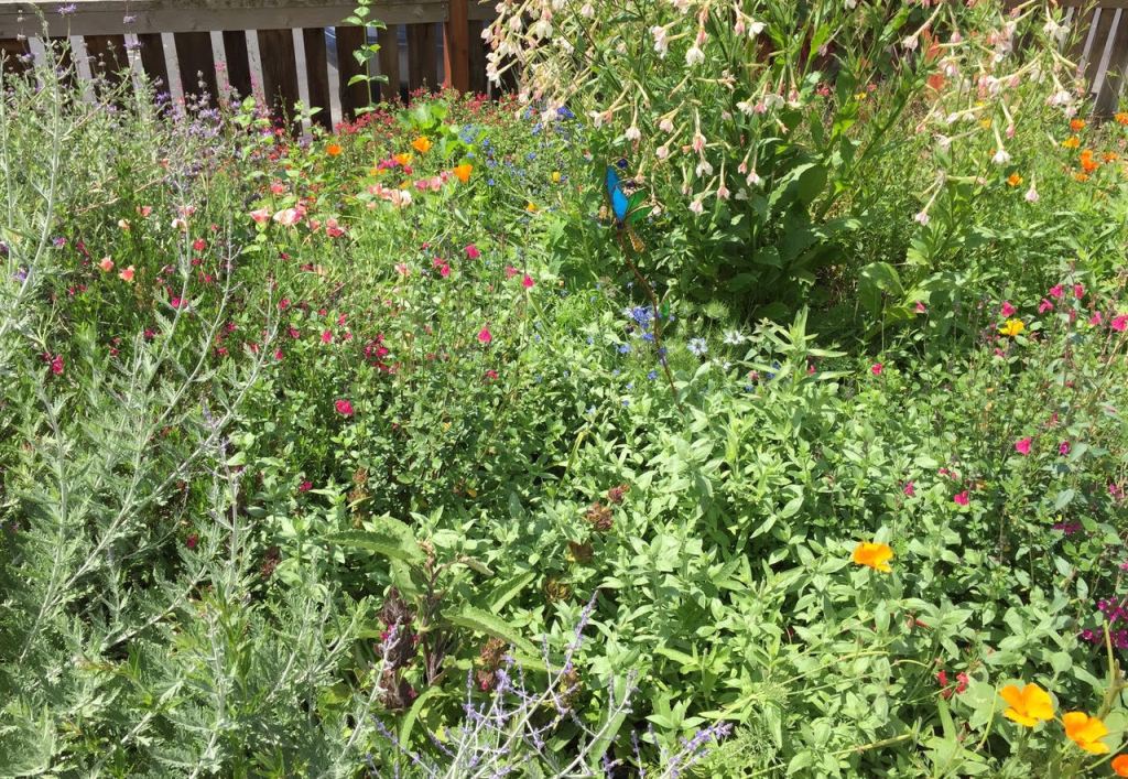 Guest Post: Suburban&nbsp;Bees