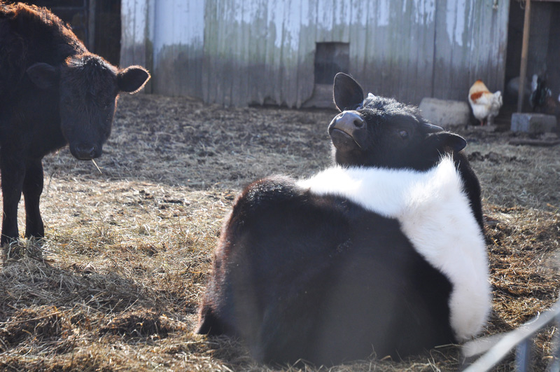 steer