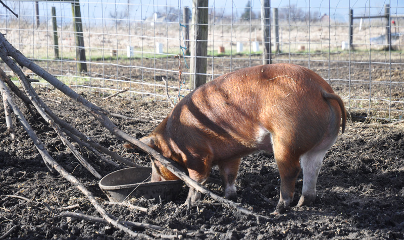 hogs