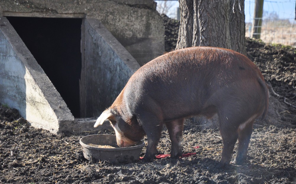 hogs