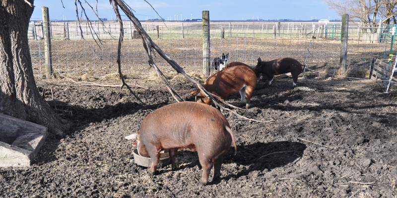 hogs