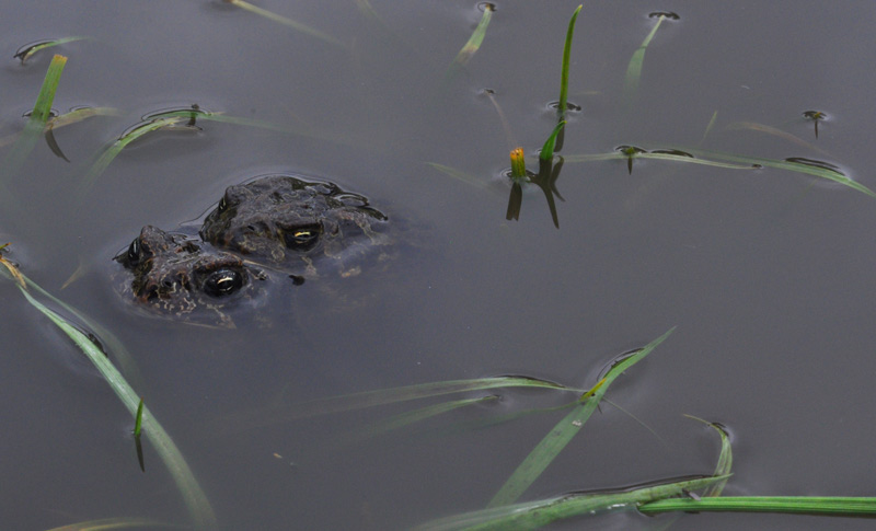 Frogs in Puddles