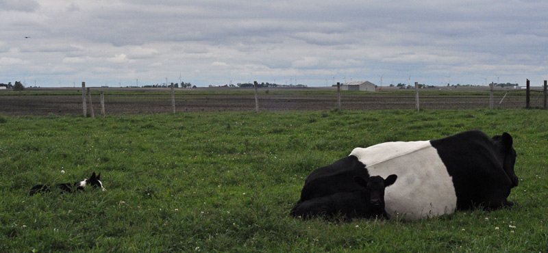 Cow and Calf –&nbsp;Images