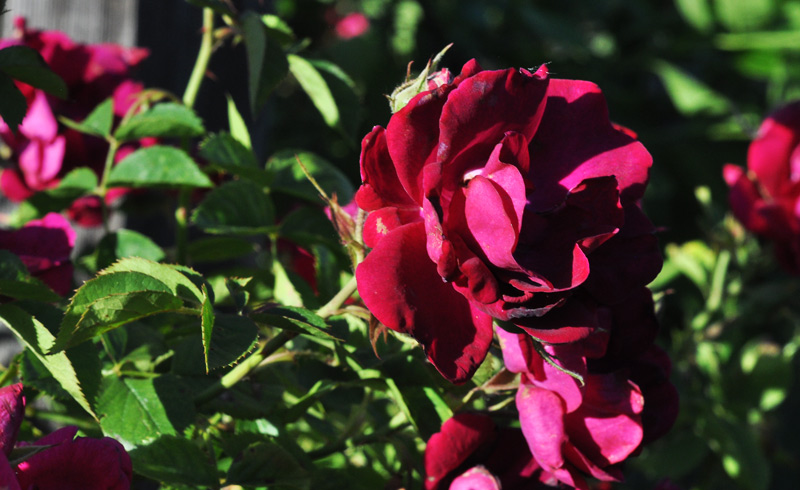 Fruit on the&nbsp;farm