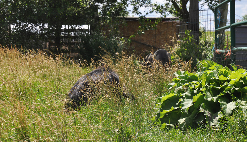 Rocks in the&nbsp;fields