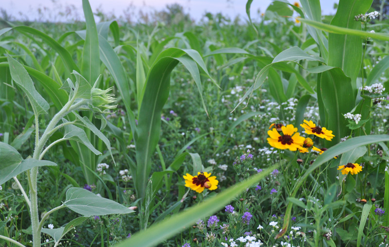 Never Enough Flowers