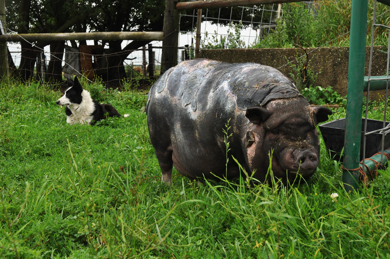 Fitness for wounded&nbsp;bodies