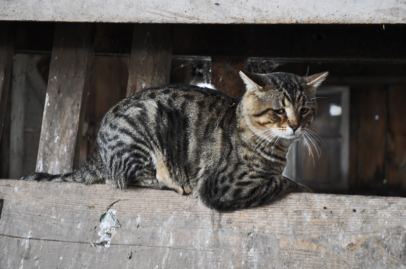 cats-in-barn-006