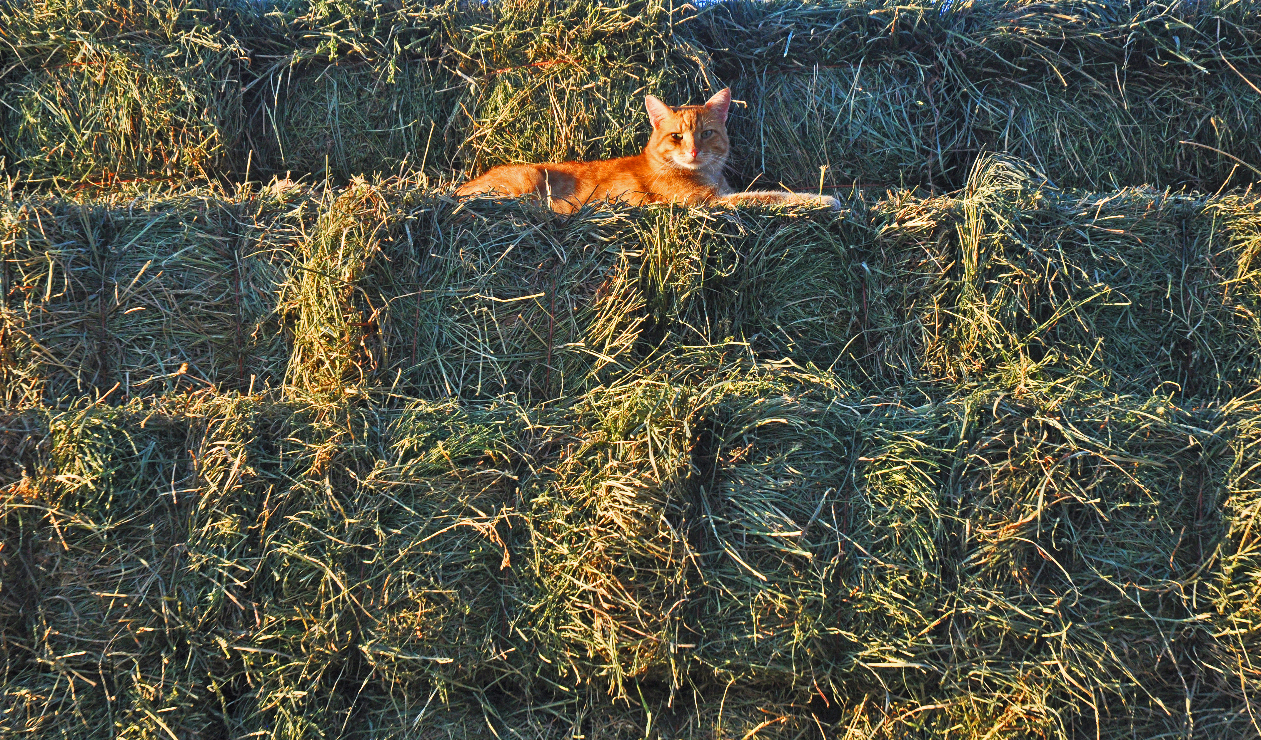 hay-and-cat-006