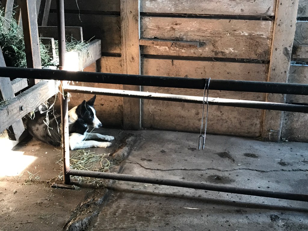 SUNDAY: SHOPPING DAY