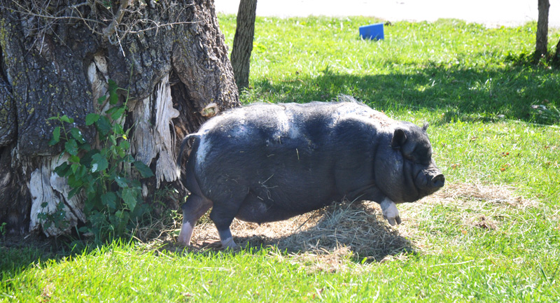 pig-on-the-porch-019