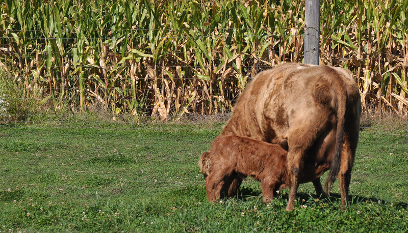pig-on-the-porch-044