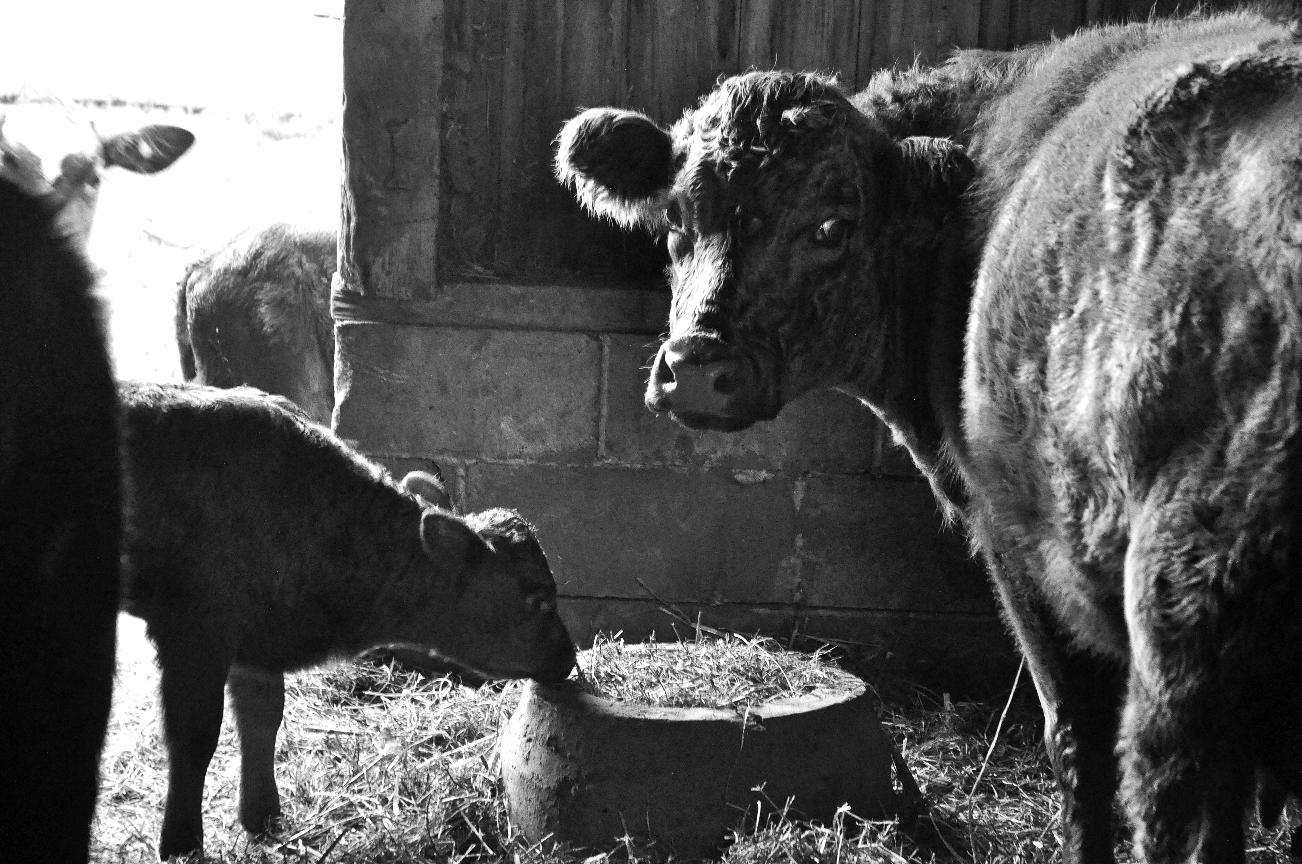 piglets 010_edited-1