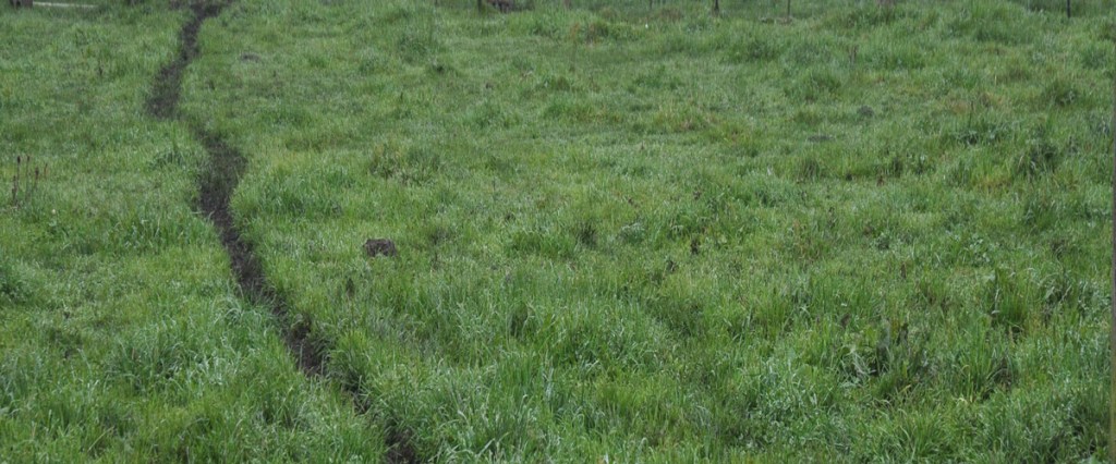 GRASS GREW SOME&nbsp;MORE