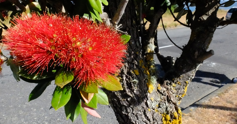 POHUTUKAWA