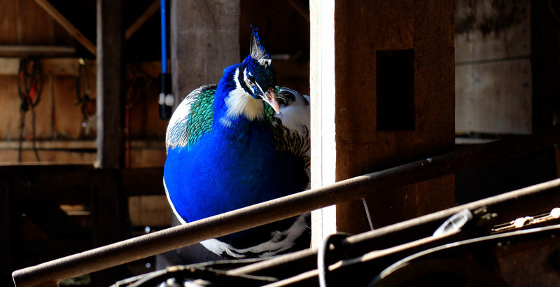BARN BIRDS