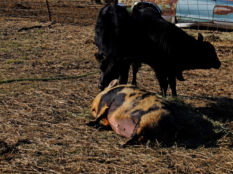 pig-and-calves-018