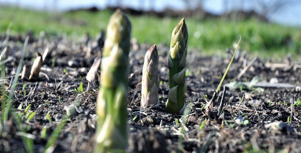 SAD FROZEN ASPARAGUS