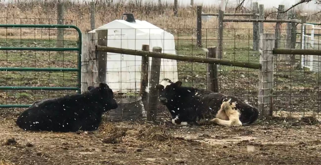 PIGLET PICTURES AS WINTER&nbsp;DESCENDS