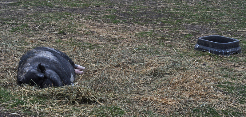 SLEEPING WITH THE WINDOWS&nbsp;OPEN