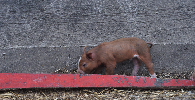 piglets-016