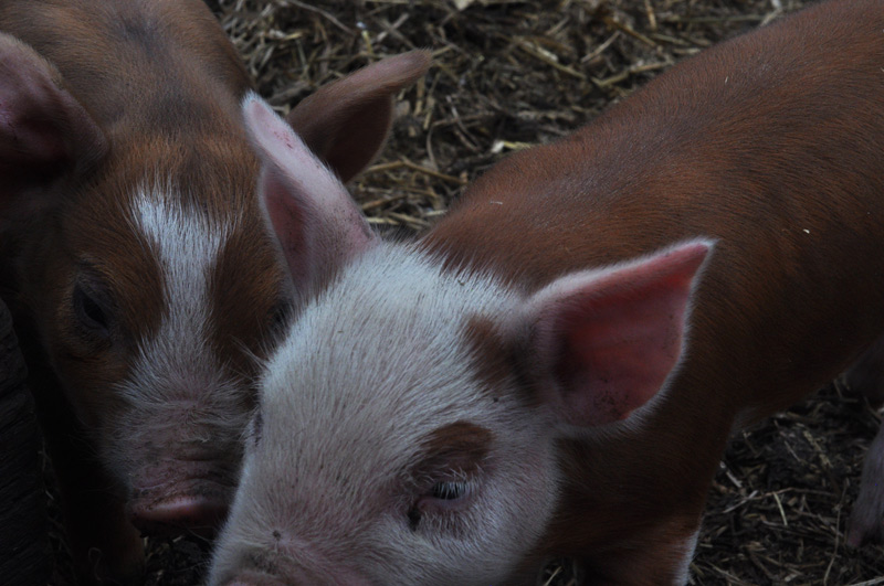 piglets-019