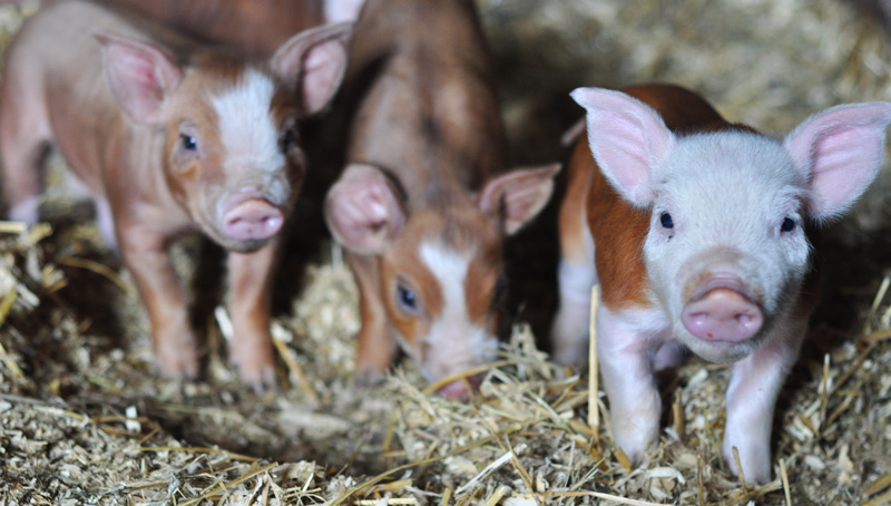 FROM SNOW TO&nbsp;GROW