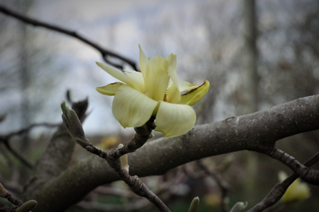 WIND LIKE A&nbsp;BLOW-TORCH