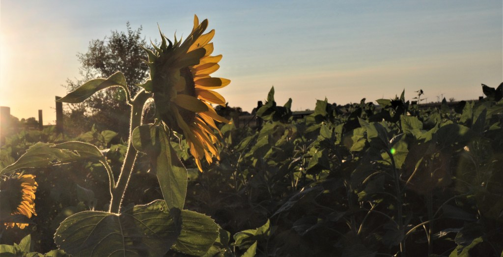 SOMETHING WILD AND&nbsp;NEW