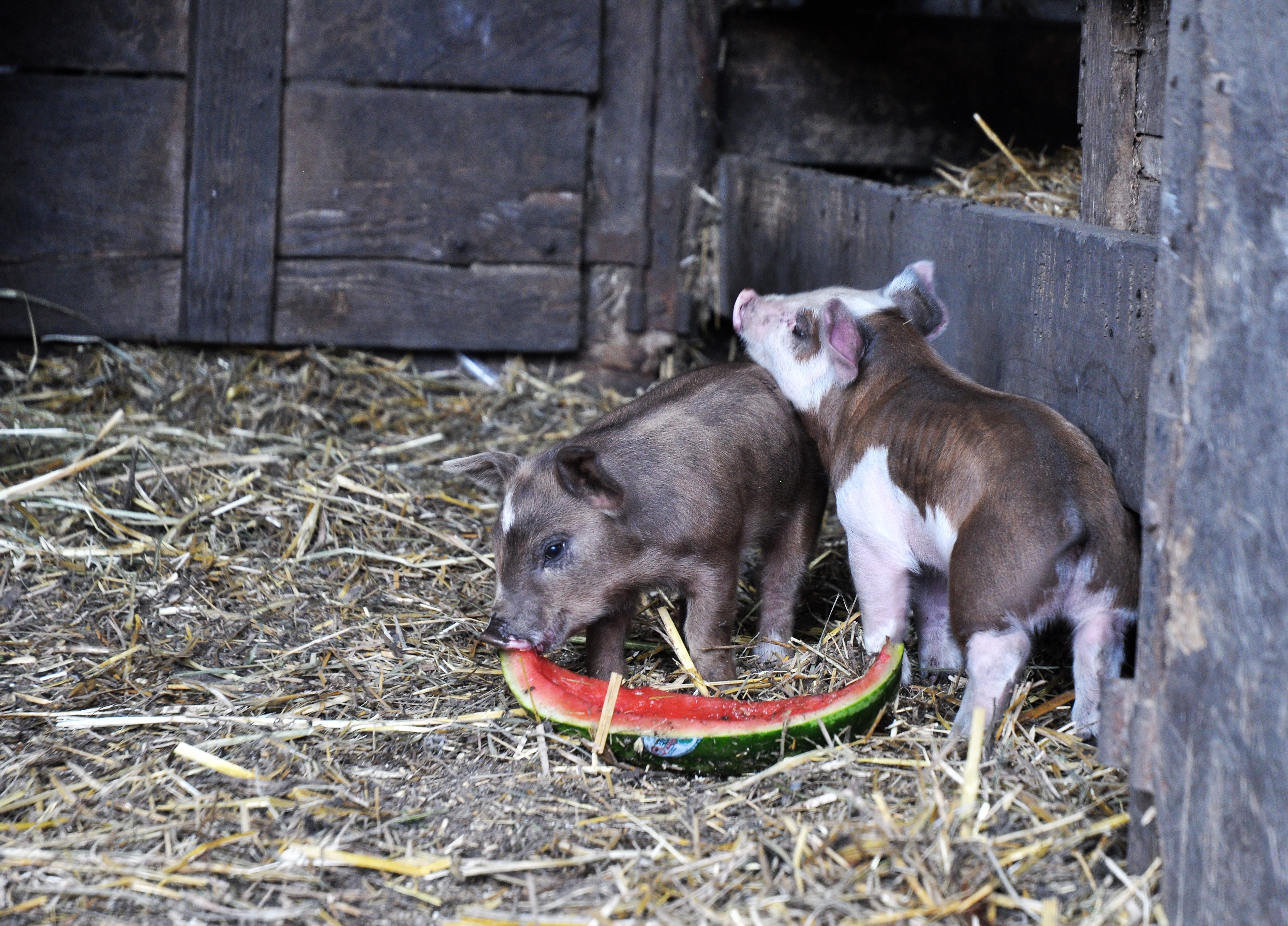 piglets113