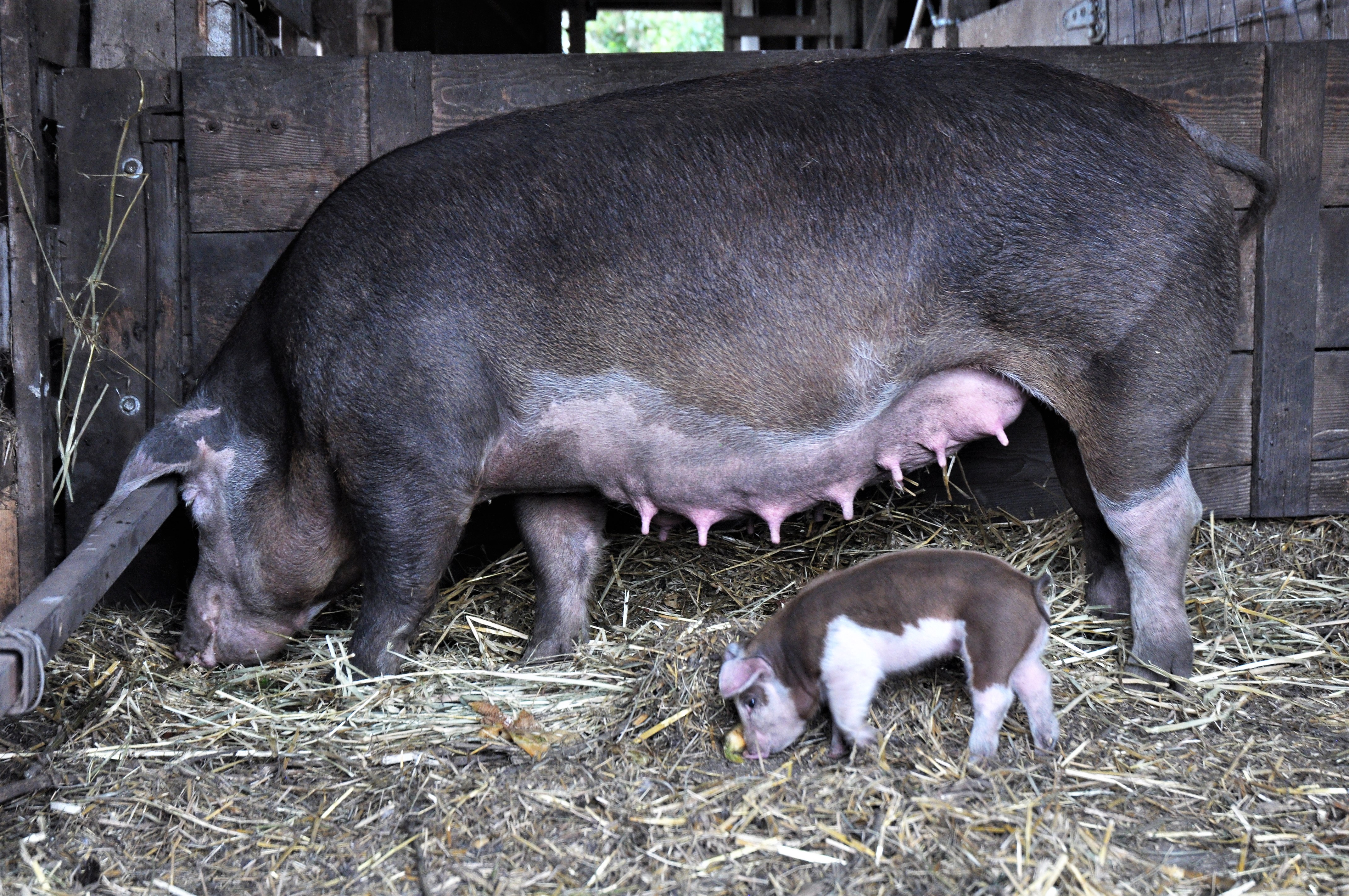 piglets116