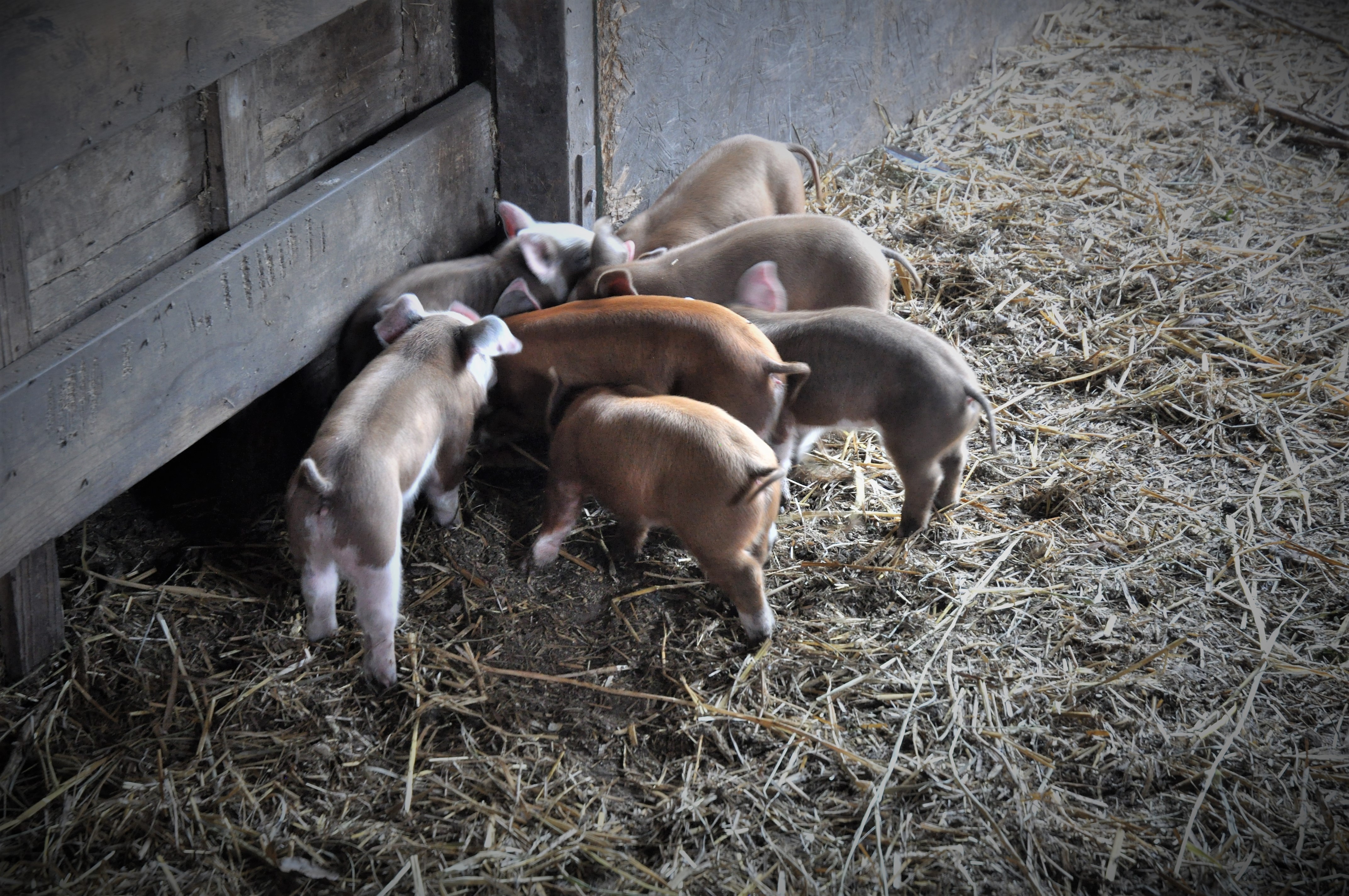 piglets7