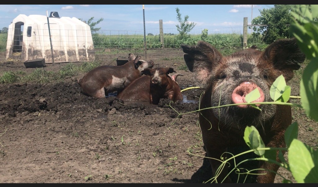 HAPPY PIGS
