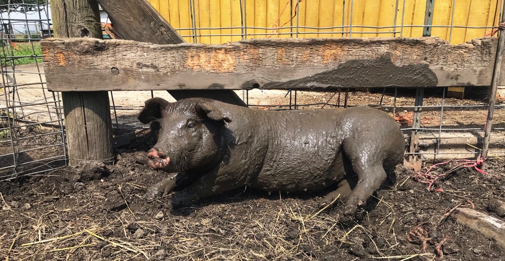 TORRENTIAL RAIN AGAIN