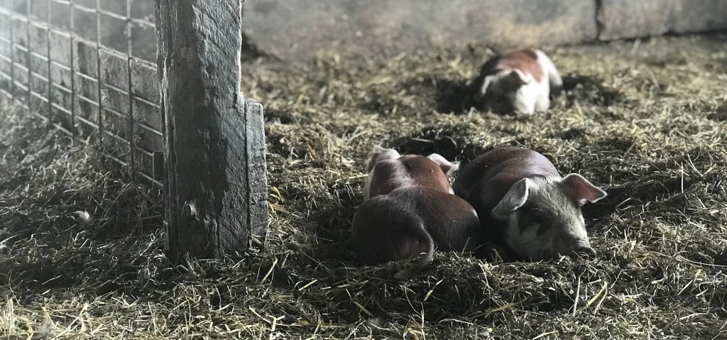 I DO EVERYTHING ON MY&nbsp;PHONE