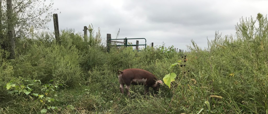 COOL AND MISTY&nbsp;MORNING