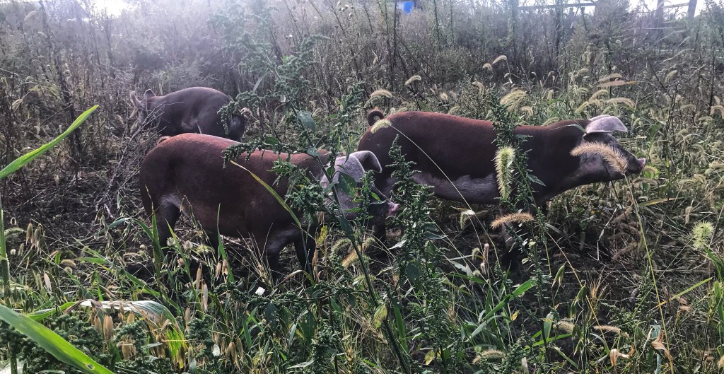 ISLANDS IN THE&nbsp;SKY