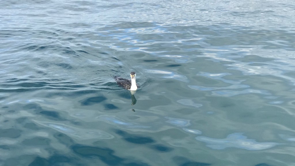 SUNDAY MORNING FISHING