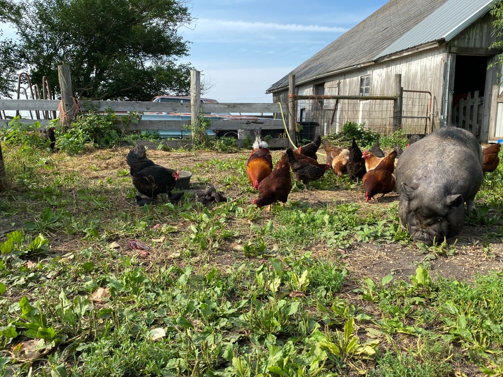 Wai and chickens in the barn yard