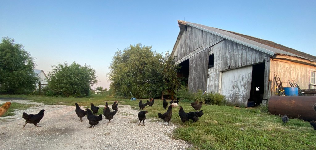 Rescuing Wild Birds with&nbsp;Trees