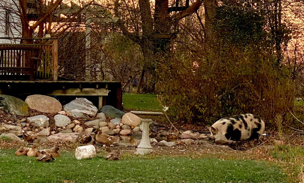 GREEN SOUP AND RED FIFE&nbsp;BAGUETTES