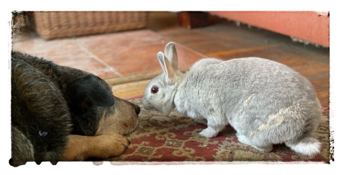 Dog and Rabbit