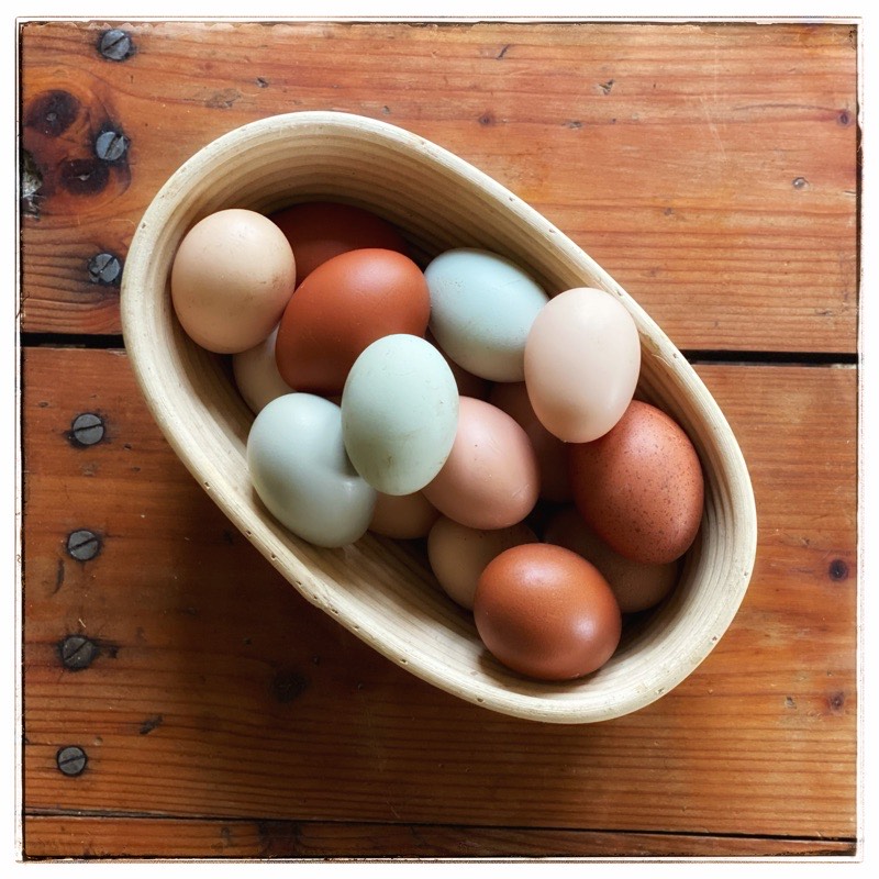multi coloured farm eggs in a basket. 