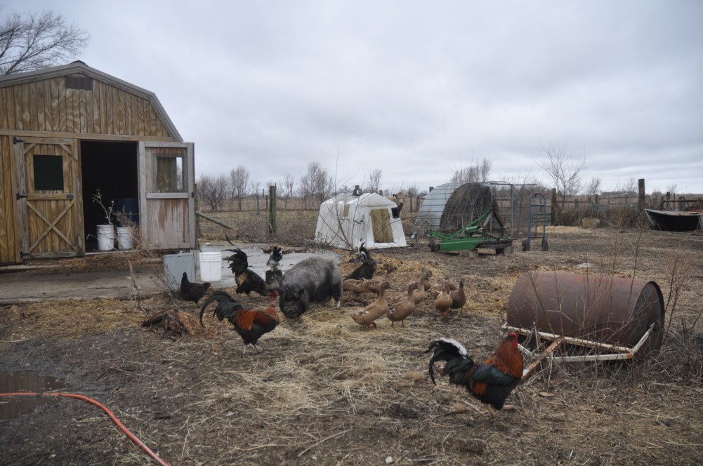 Farmyard scene with pot-belly pig, roosters, ducks, roller in the foreground and feed shed in the background. Cow in long back ground