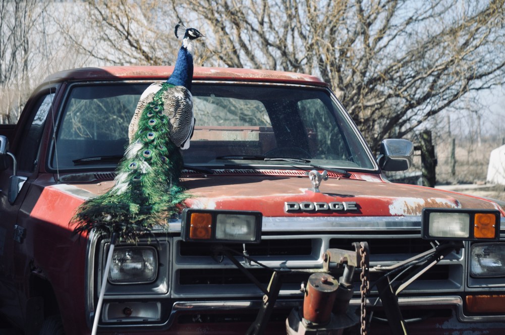 Blue peacock with long tail standing on hood on Red Dodge truck 