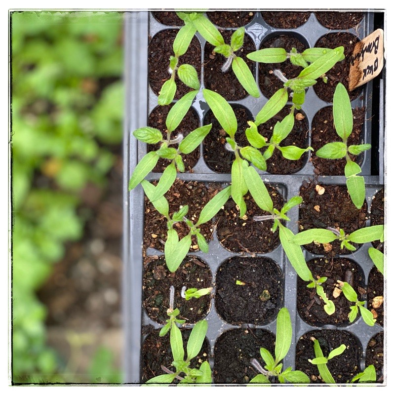 tomato seedlings in trays in a glasshouse shot from above