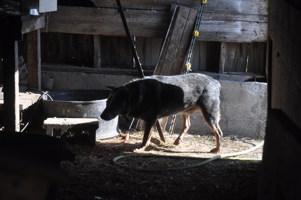 old dog walking in barn door, light from behind, partially in light, surrounded in junk